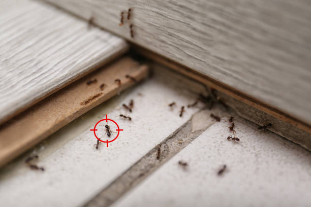 Best Pest Control for Homes  in Boyertown, PA